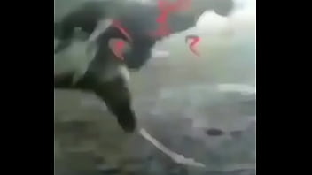 Tongkol Arab Hitam Yang Menggoda