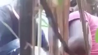 Aduh, Ngentot Di Tebu, Ranjang Basah Petani Kampung